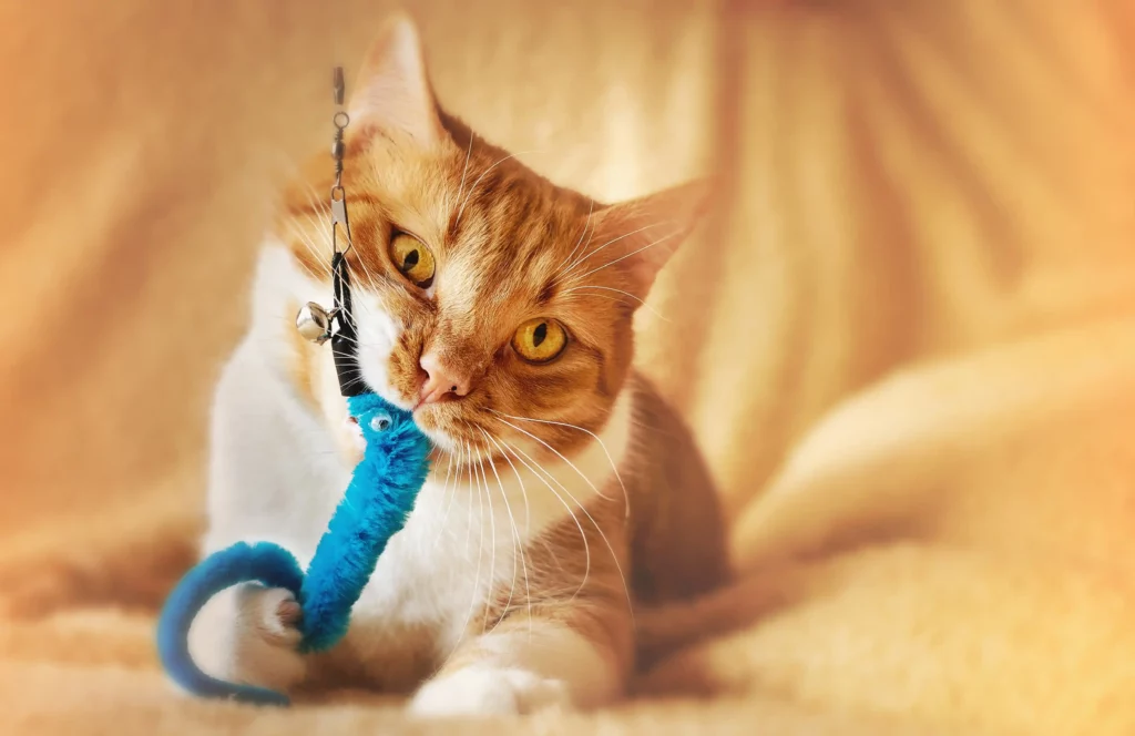 고양이가 좋아하는 장난감으로 놀기