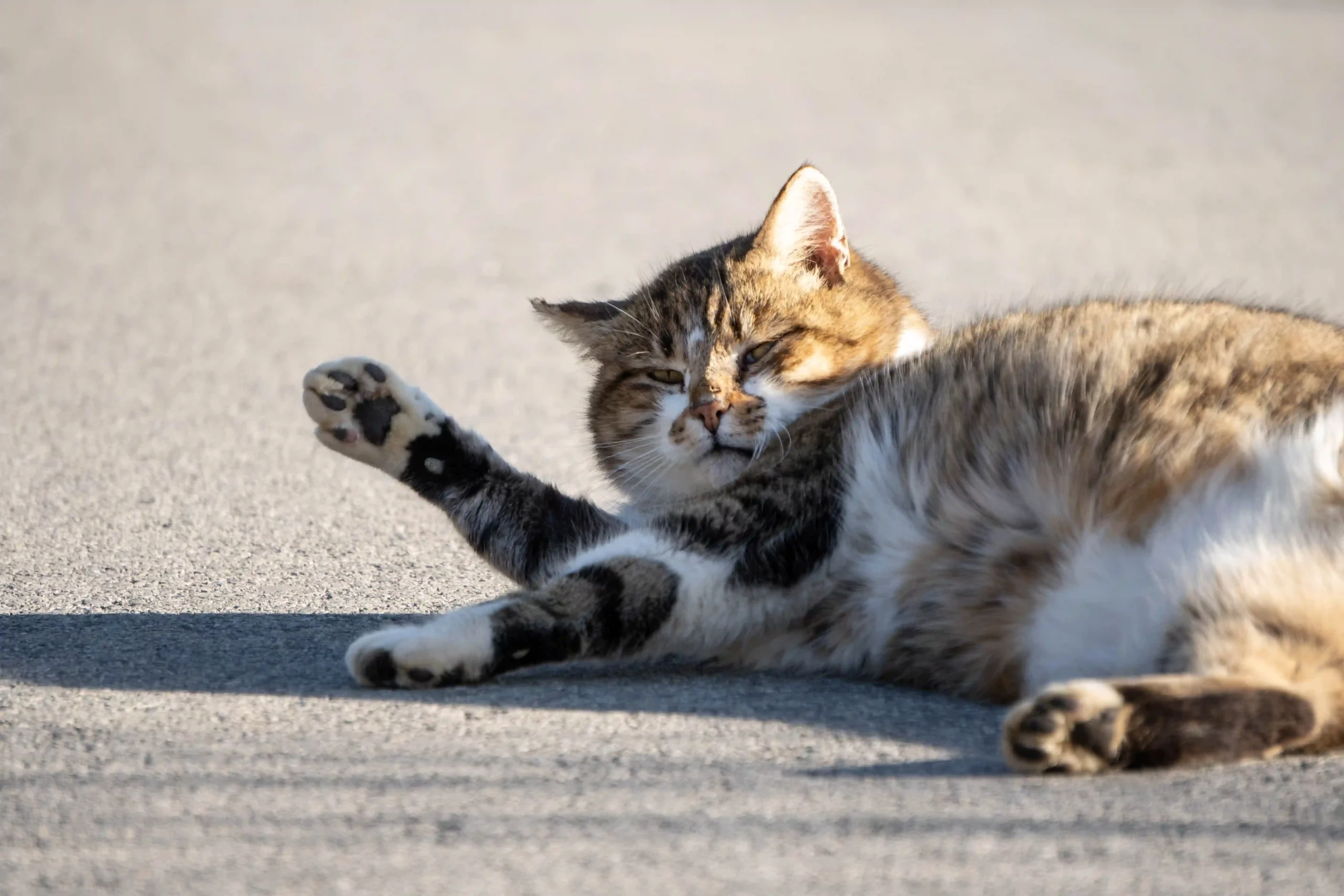 아스팔트 위에 고양이가 햇빛을 쬐며 누워서 조는 모습